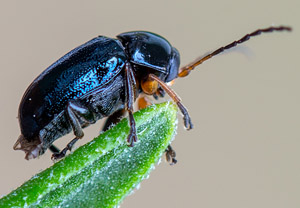 Schwarzer Birken-Fallkäfer  (Cryptocephalus nitidus), 27.05.2019