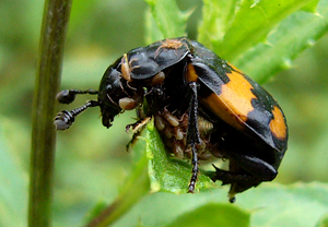 Schwarzhörniger Totengräber (Necrophorus vespilloides) – Foto 2
