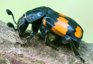 Schwarzhörniger Totengräber (Necrophorus vespilloides), 21.07.2011