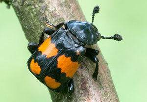 Schwarzhörniger Totengräber (Necrophorus vespilloides), 21.07.2011