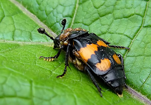 Schwarzhörniger Totengräber (Necrophorus vespilloides)