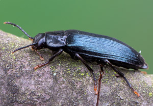 Schwarzblauer Düsterkäfer (Melandrya caraboides), 27.05.2019
