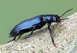 Schwarzblauer Düsterkäfer (Melandrya caraboides), 27.05.2019
