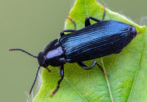 Schwarzblauer Düsterkäfer (Melandrya caraboides)