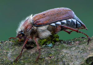 Waldmaikäfer (Melolontha hippocastani), 29.05.2019