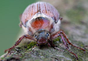Waldmaikäfer (Melolontha hippocastani), 29.05.2019