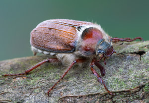 Waldmaikäfer (Melolontha hippocastani), 29.05.2019