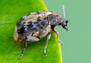 Asiatischer Gleditschien-Samenkäfer (Megabruchidius dorsalis), 10.06.2019