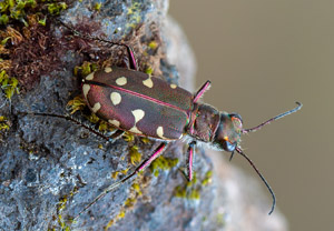 Calomera littoralis, 09.06.2019, Cavallino