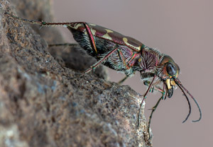 Calomera littoralis, 09.06.2019, Cavallino