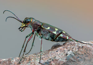 Calomera littoralis, 10.06.2019, Cavallino