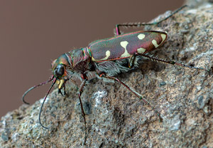 Calomera littoralis