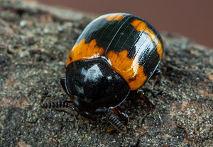 Gelbbindiger Schwarzkäfer (Diaperis boleti), 20.06.2019