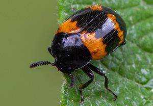 Gelbbindiger Schwarzkäfer (Diaperis boleti), 04.06.2020