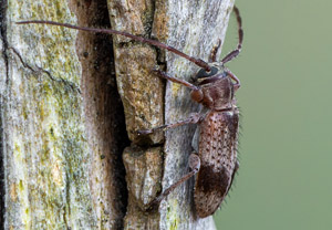 Rüstern-Wimpernhornbock (Exocentrus punctipennis), 19.06.2019
