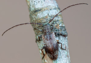 Rüstern-Wimpernhornbock (Exocentrus punctipennis), 26.06.2019
