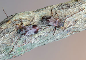 Rüstern-Wimpernhornbock (Exocentrus punctipennis), 13.08.2021, Hürth