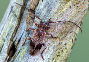 Rüstern-Wimpernhornbock (Exocentrus punctipennis), 19.06.2019
