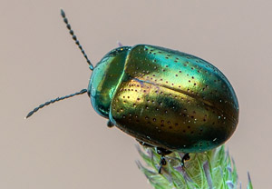 Johanniskraut-Blattkäfer (Chrysolina hyperici), 21.06.2019