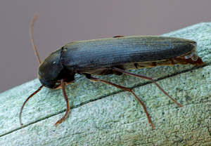 Tannendüsterkäfer (Serropalpus barbatus), 21.06.2019