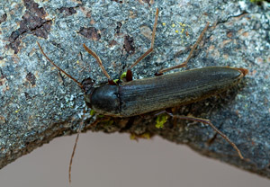 Tannendüsterkäfer (Serropalpus barbatus), 21.06.2019