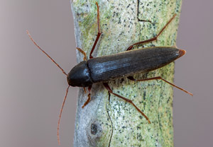 Tannendüsterkäfer (Serropalpus barbatus), 21.06.2019