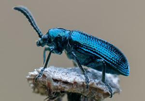 Blaues Getreidehähnchen (Oulema gallaeciana), 29.04.2012