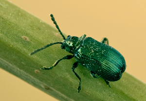 Blaues Getreidehähnchen (Oulema gallaeciana) &ndash; Foto 1