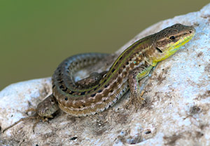 Ruineneidechse (Podarcis siculus), 05.08.2018