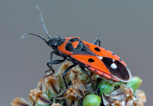 Weißpunkt-Bodenwanze (Melanocoryphus albomaculatus), 17.06.2019