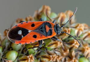 Weißpunkt-Bodenwanze (Melanocoryphus albomaculatus), 17.06.2019
