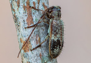 Weißgefleckter Wimpernbock (Exocentrus adspersus), 24.06.2019