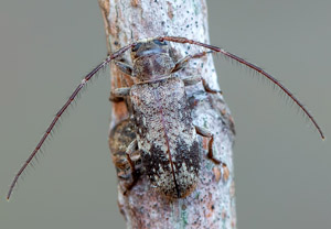 Weißgefleckter Wimpernbock (Exocentrus adspersus), 26.06.2019