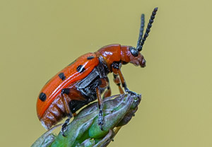 Zwölfpunkt-Spargelkäfer (Crioceris duodecimpunctata), 23.06.2019