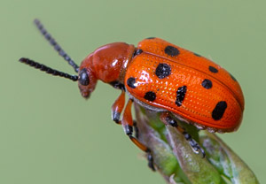 Zwölfpunkt-Spargelkäfer (Crioceris duodecimpunctata), 23.06.2019