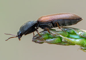 Rauchiger Schnellkäfer (Agriotes ustulatus), 23.06.2019