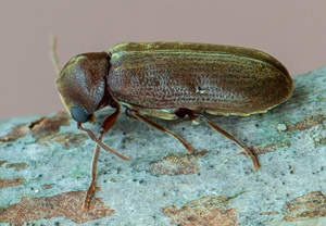 Oligomerus brunneus, 23.06.2019