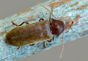 Oligomerus brunneus, 23.06.2019