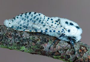 Blausieb (Zeuzera pyrina)