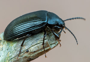 Mattschwarzer Pflanzenkäfer (Prionychus ater), 26.06.2019