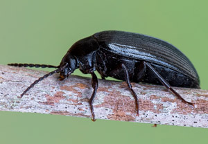 Mattschwarzer Pflanzenkäfer (Prionychus ater), 26.06.2019