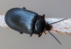 Mattschwarzer Pflanzenkäfer (Prionychus ater), 26.06.2019
