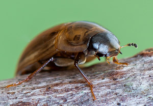 Enochrus melanocephalus, 27.06.2019