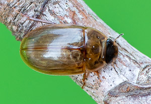Enochrus melanocephalus, 26.06.2019