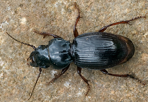 Braunfüßiger Striemenkäfer (Molops piceus) &ndash; Foto 2