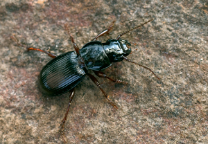 Molops piceus