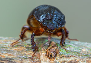 Gehörnter Mistkäfer (Odonteus armiger), 28.06.2019