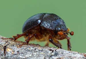 Gehörnter Mistkäfer (Odonteus armiger), 28.06.2019