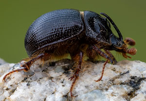 Gehörnter Mistkäfer (Odonteus armiger), 19.07.2021, Dursztyn