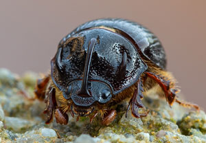 Gehörnter Mistkäfer (Odonteus armiger), 19.07.2021, Dursztyn